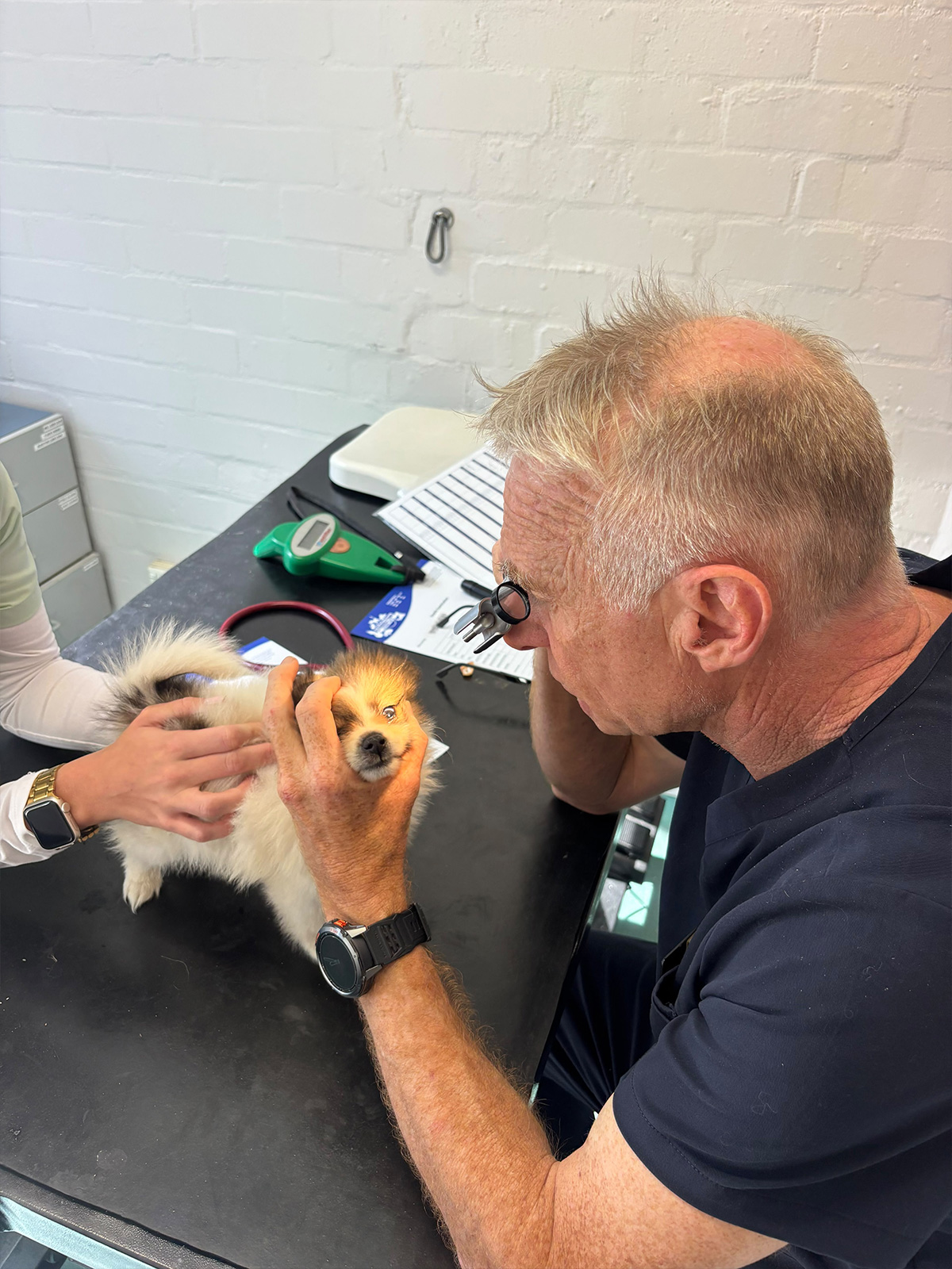 Struggletown Vet - Veterinary Consultations - Dr Simon